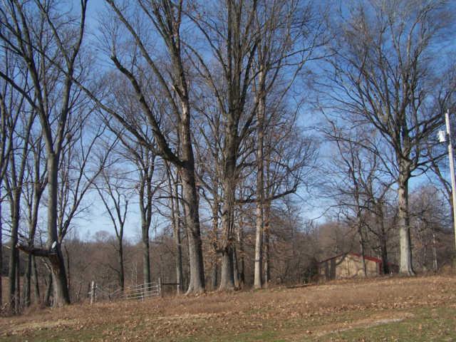 0 Ogg Road Adams, TN 37010 - Photo 8 of 20