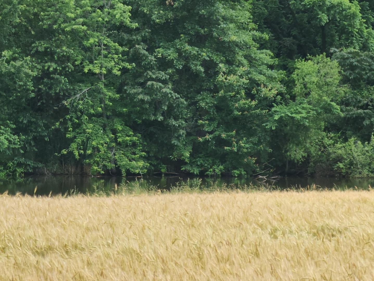 12156 East Bunny Farm Road Mount Vernon, IL 62864 - Photo 5 of 5 a view of backyard of a house