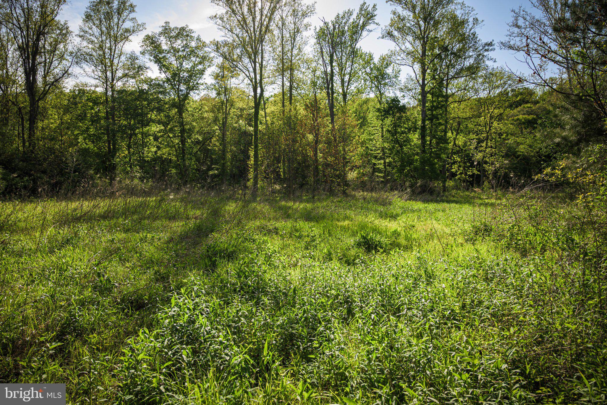 0 Harts Mill Road Mineral, VA 23117 - Photo 23 of 69 Lush green meadow embraced by trees.