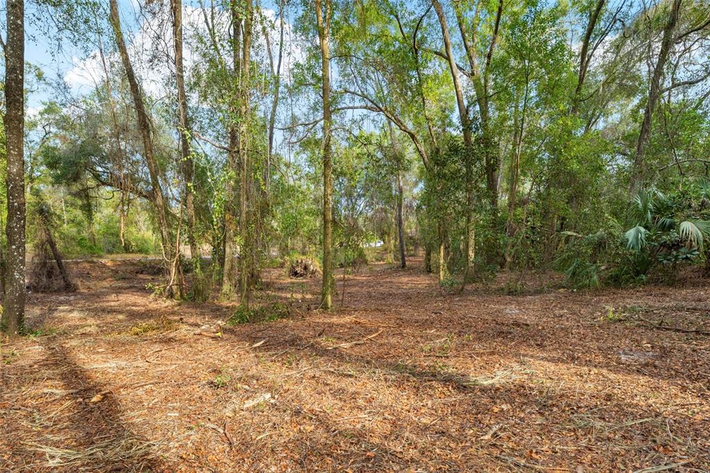 3910 East Scotty Street Inverness, FL 34453 - Photo 29 of 36 a view of backyard with tree
