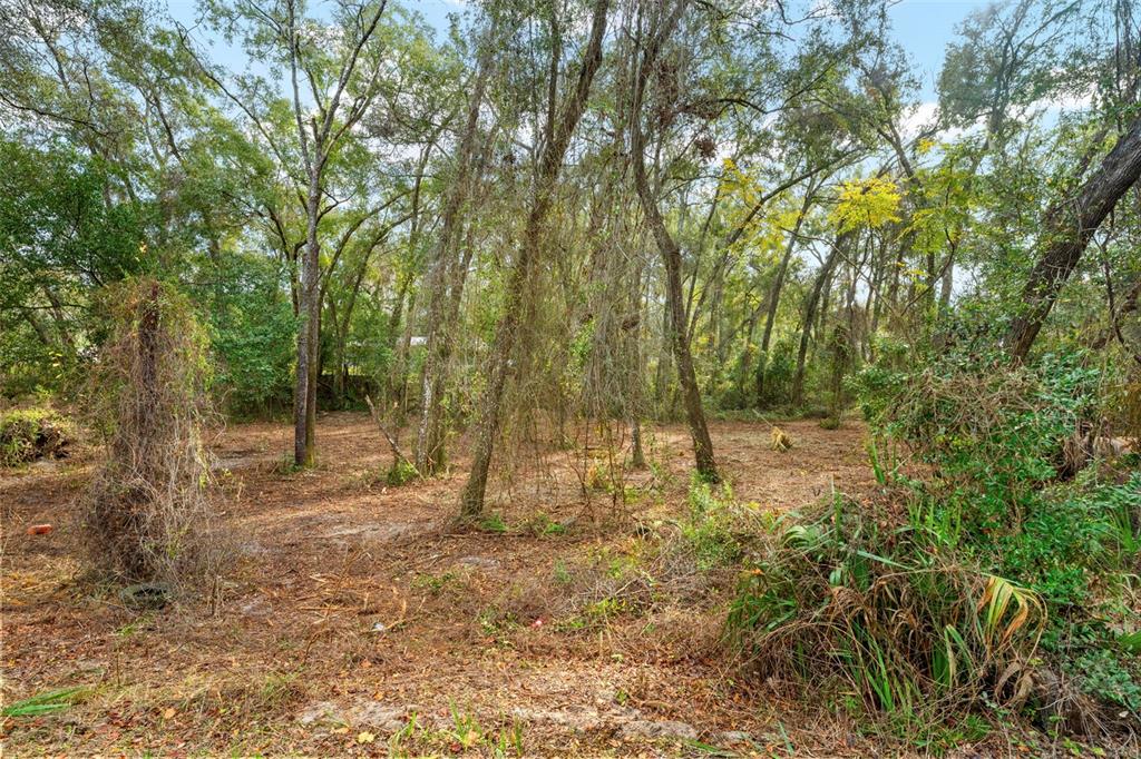 3910 East Scotty Street Inverness, FL 34453 - Photo 32 of 36 a view of a forest with trees in the background