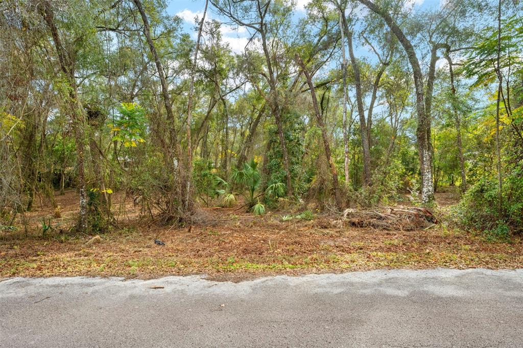 3910 East Scotty Street Inverness, FL 34453 - Photo 4 of 36 a backyard of a house with lots of trees