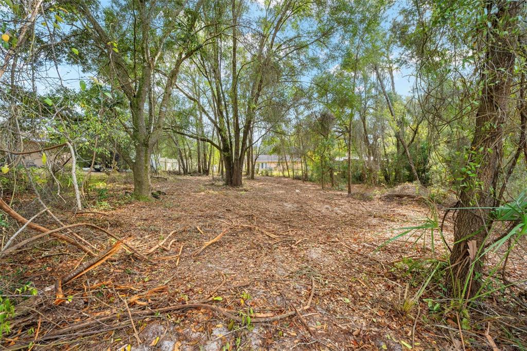 3910 East Scotty Street Inverness, FL 34453 - Photo 6 of 36 a view of backyard with tree