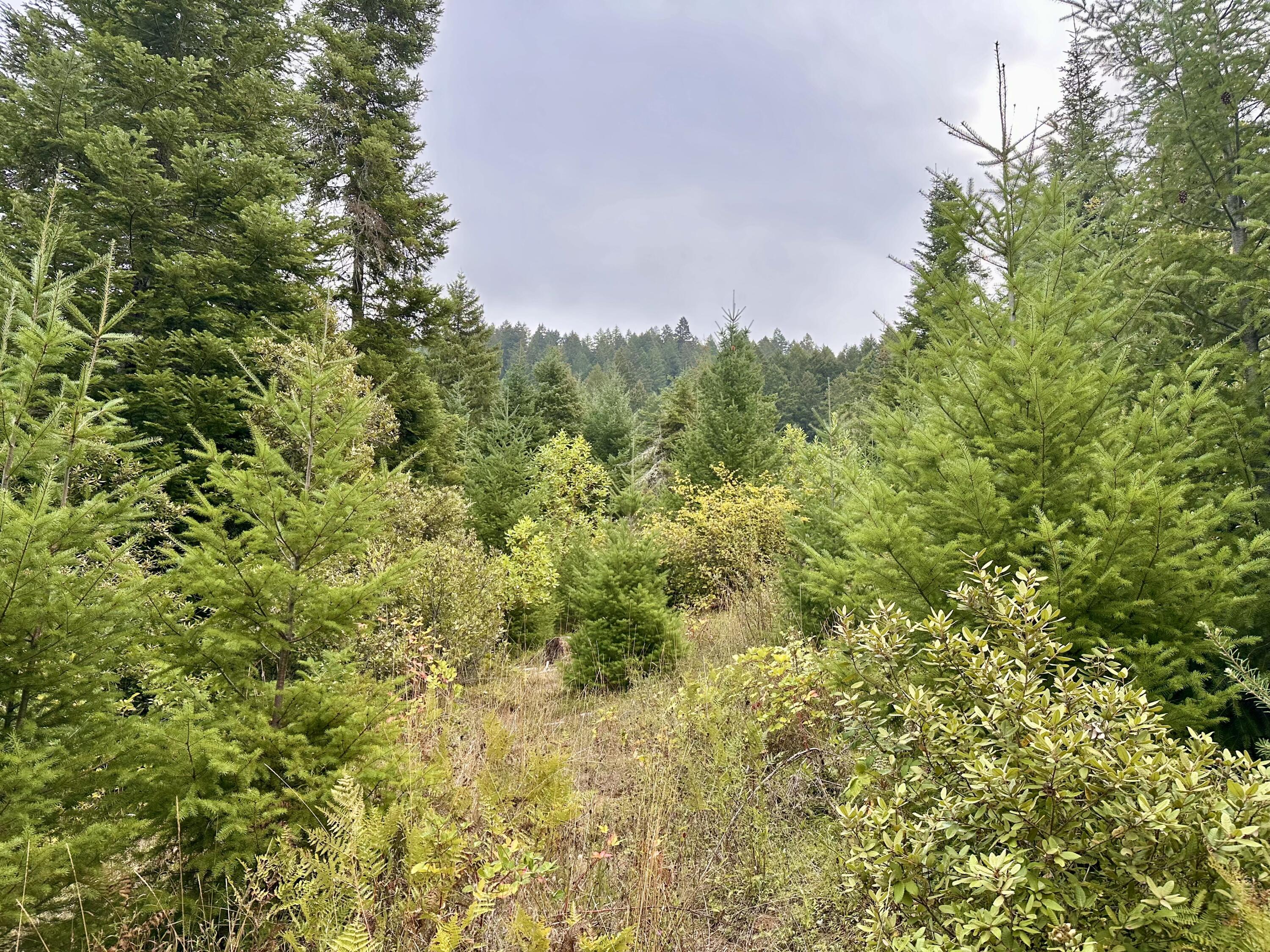 780 Tunnel Road Glendale, OR 97442 - Photo 17 of 25 8D7BADE8-7029-470B-A4F1-32F6BA2DF43B_1_2