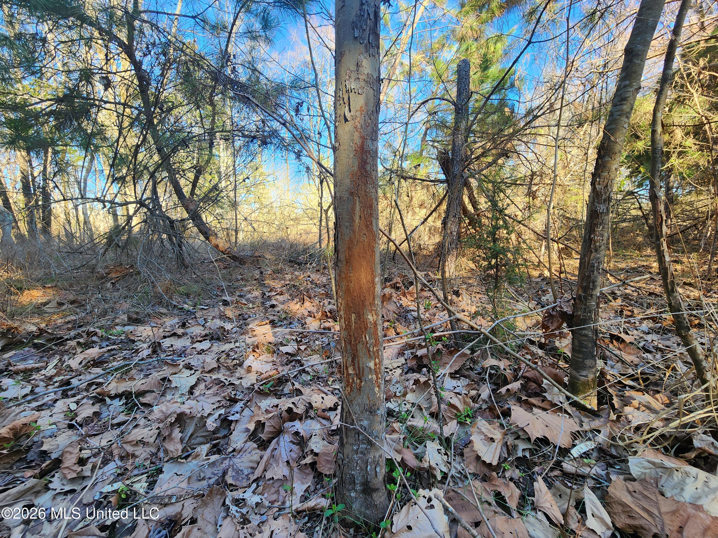 3736 Wyatte-Tyro Road Senatobia, MS 38668 - Photo 12 of 20 20260227_150848