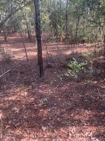 a view of a yard with trees