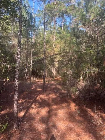 a view of a yard with trees