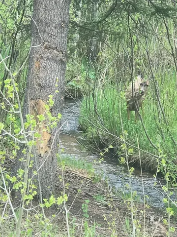 $165,000 | 0 Shadow Mountain Drive, Conifer, CO 80433