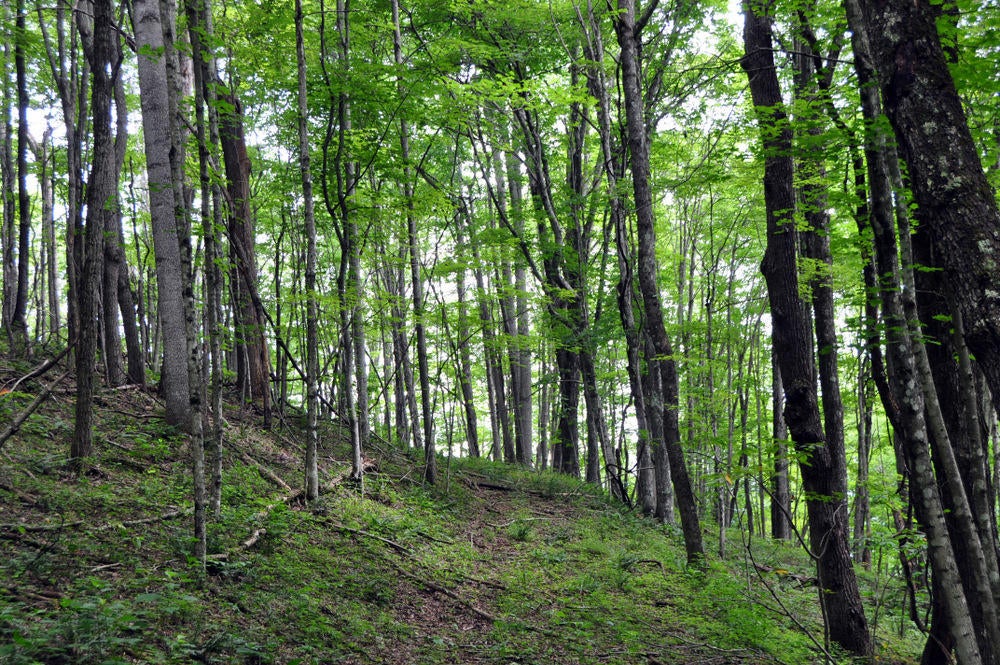 69 Ridge View Lane Sandstone, WV 25985 - Photo 27 of 63 Gallery Image 27