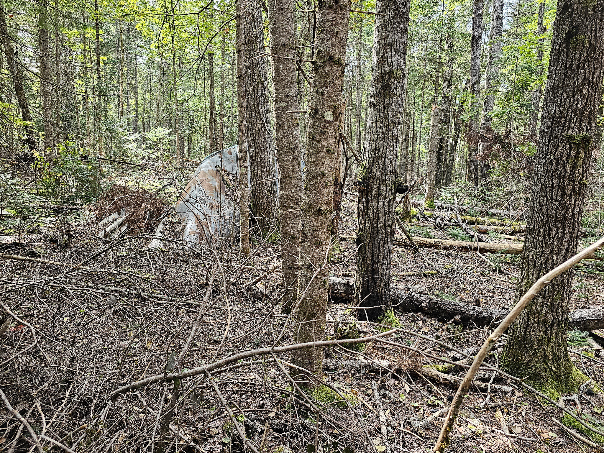 Lot 33 Off Dodlin Road Enfield, ME 04493 - Photo 16 of 27 20230926_121010