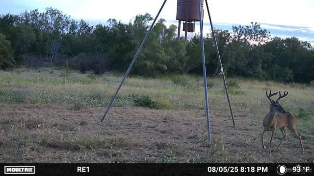 Tbd Los Lobos Road Roma, TX 78584 - Photo 27 of 28 a view of a yard