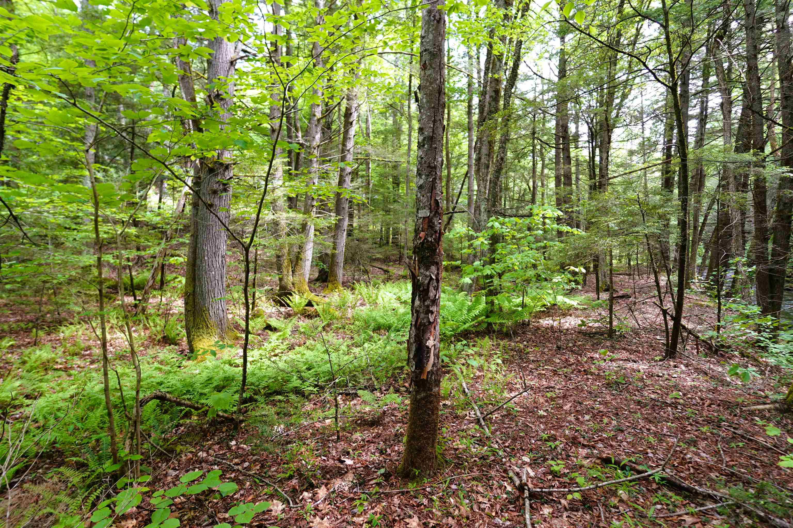 525 Richmond Road Winchester, NH 03470 - Photo 6 of 29