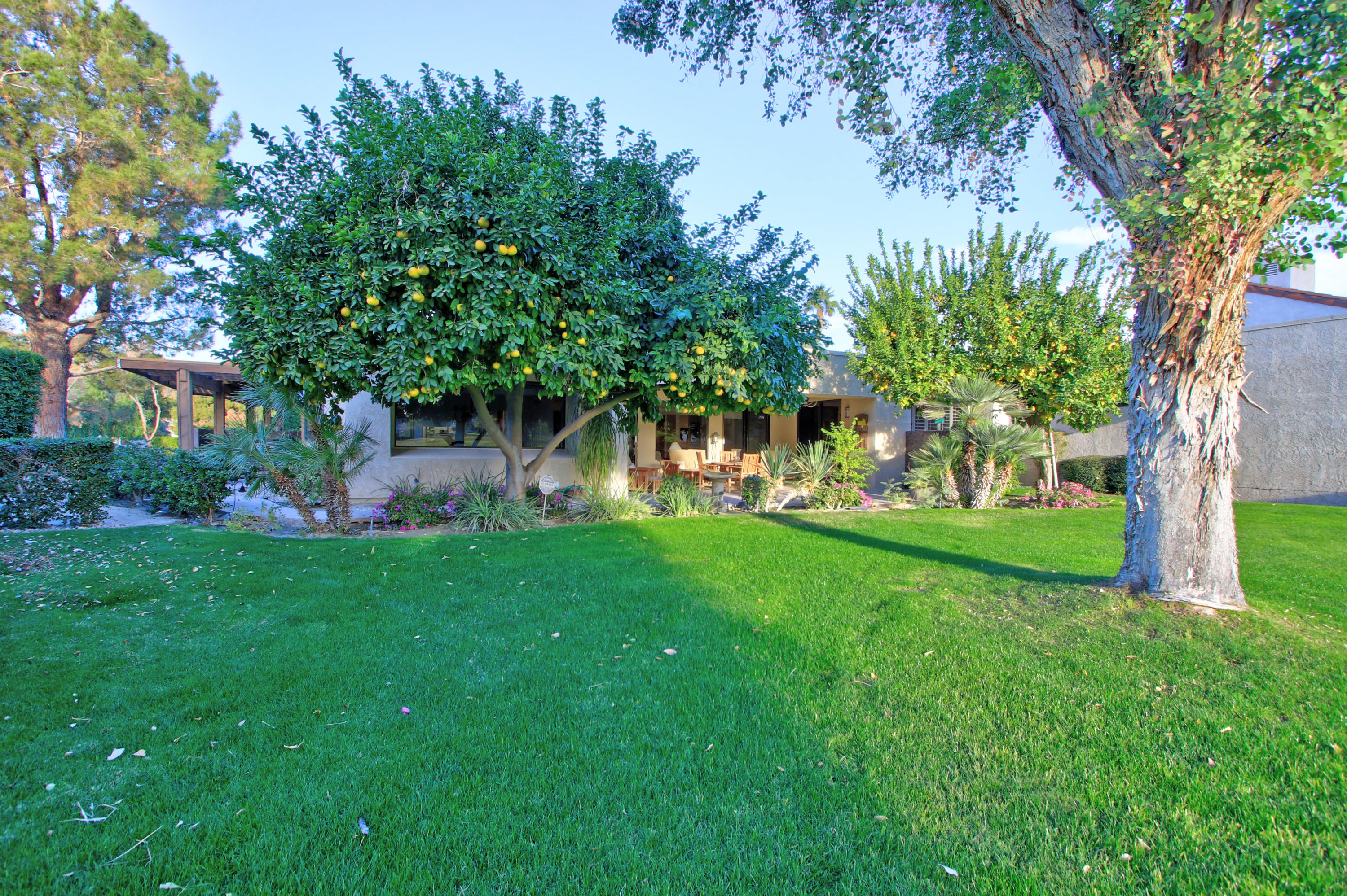 913 Inverness Drive Rancho Mirage, CA 92270 - Photo 47 of 52 a view of a garden with a tree