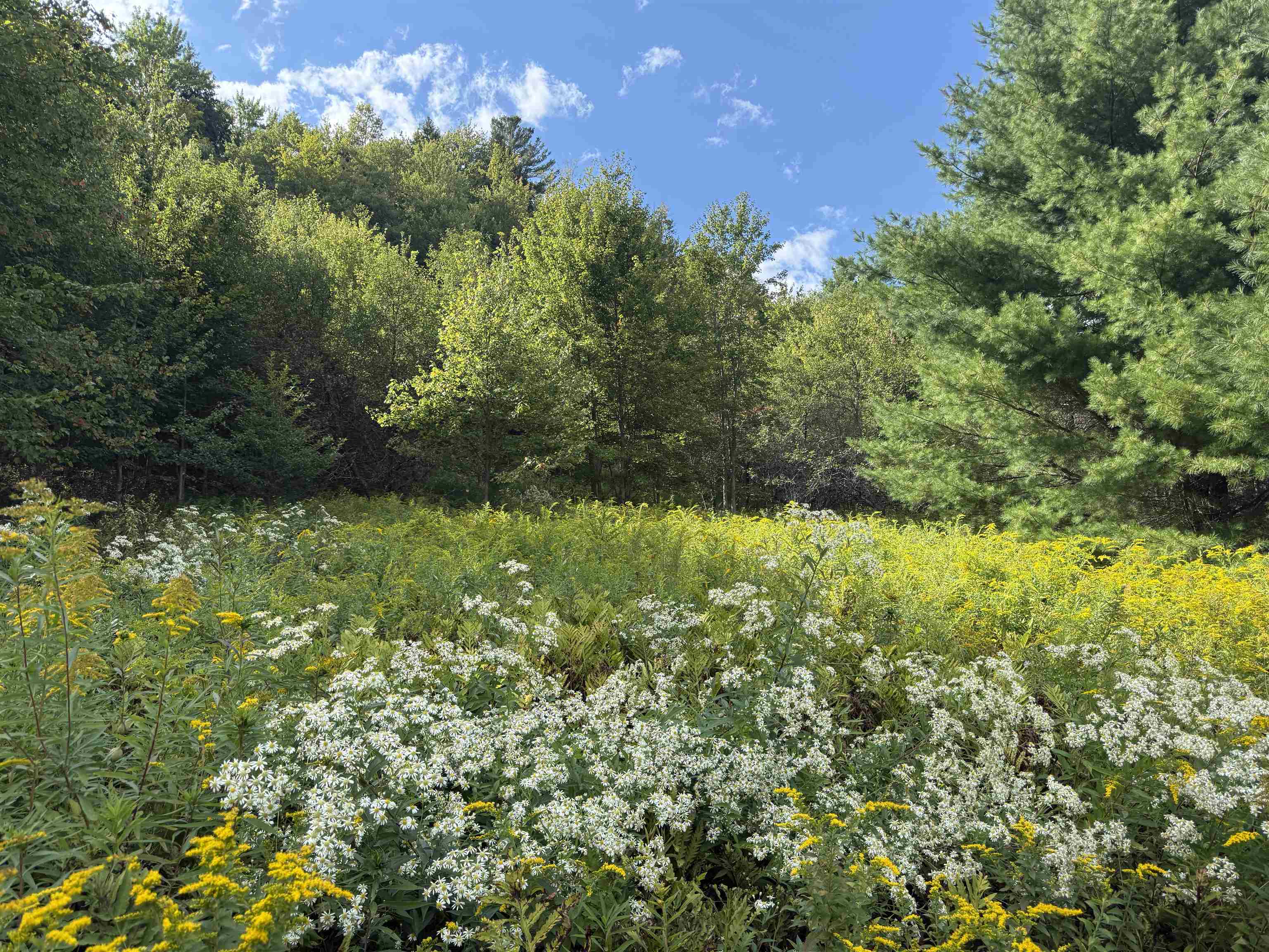 Lot 0 Darling Road Morristown, VT 05661 - Photo 5 of 10
