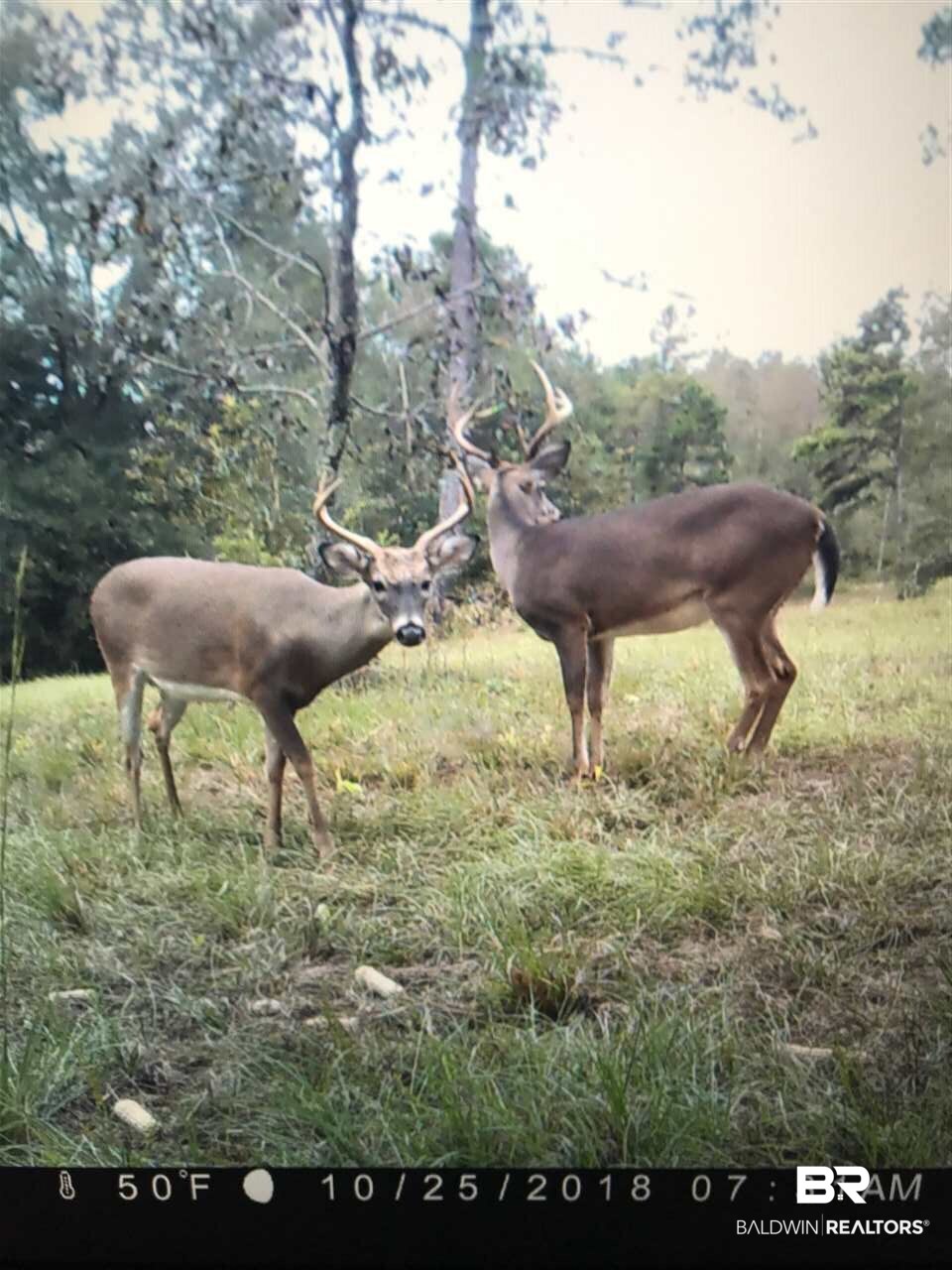 794 Dry Lake Road Luverne, AL 36049 - Photo 45 of 48 Deer