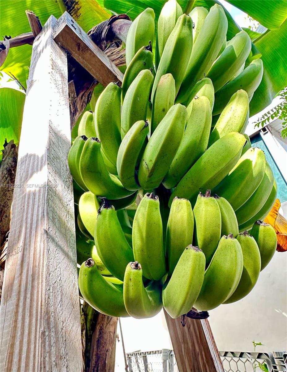 11117 Southwest 122nd Court Miami, FL 33186 - Photo 29 of 29 a view of banana tree