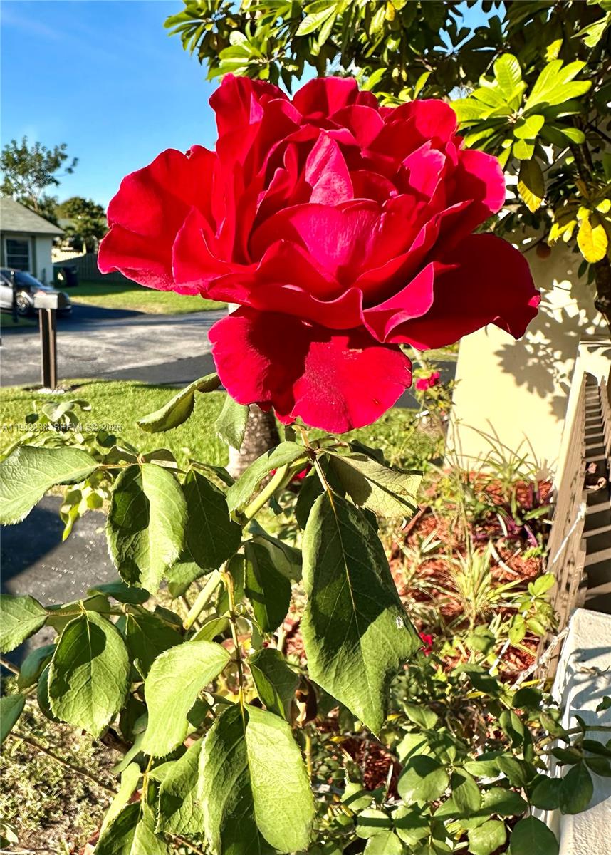 11117 Southwest 122nd Court Miami, FL 33186 - Photo 4 of 29 a view of under tree