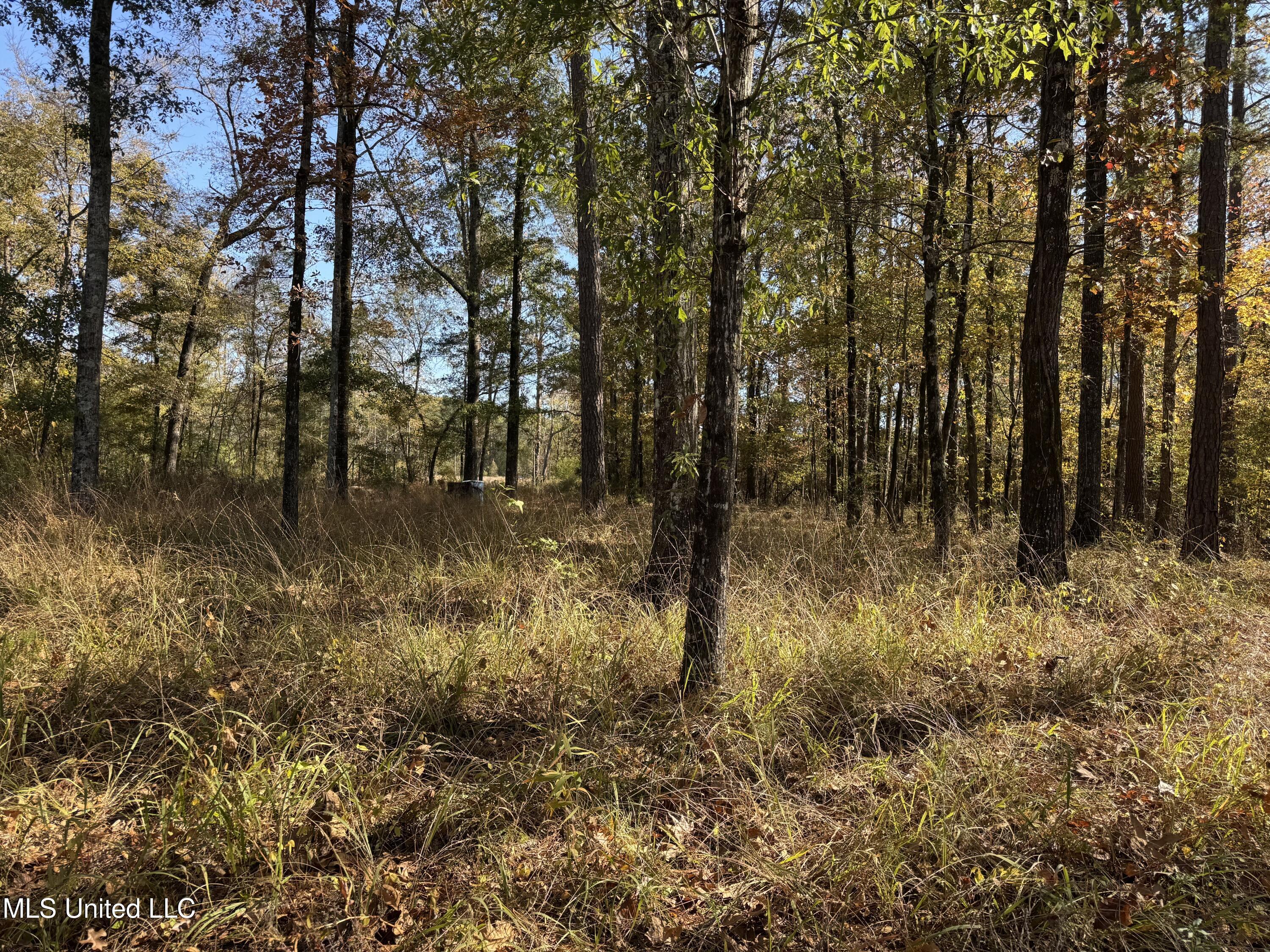 Rosemary Road Florence, MS 39073 - Photo 5 of 5 Trees