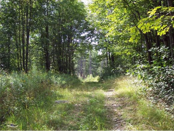 Washington Road Goshen, NH 03752 - Photo 1 of 1