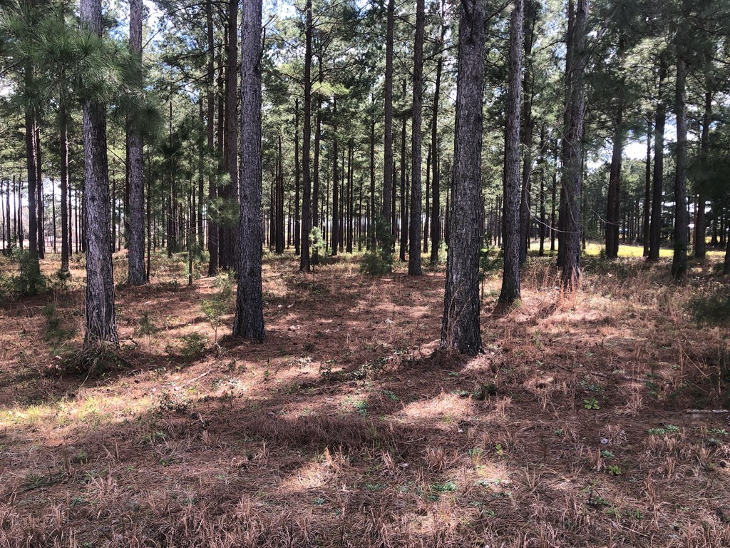 68 County Road 68 Dothan, AL 36305 - Photo 5 of 5