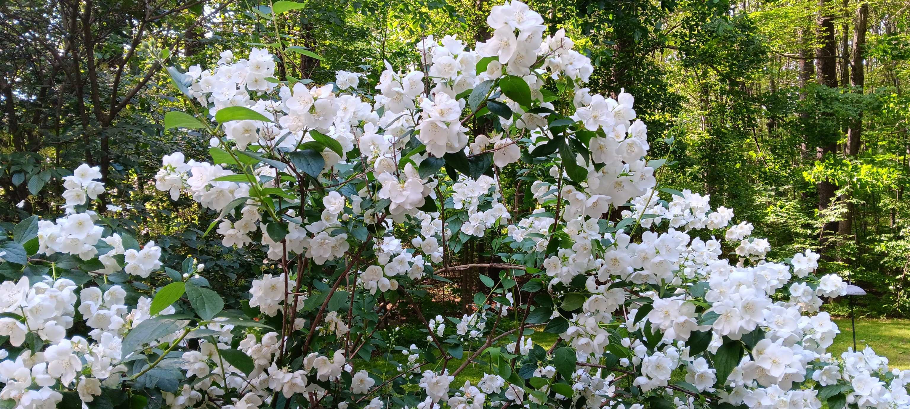 29 Academy Avenue Atkinson, NH 03811 - Photo 28 of 35