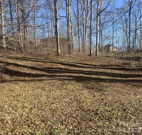a picture of a tree with a yard