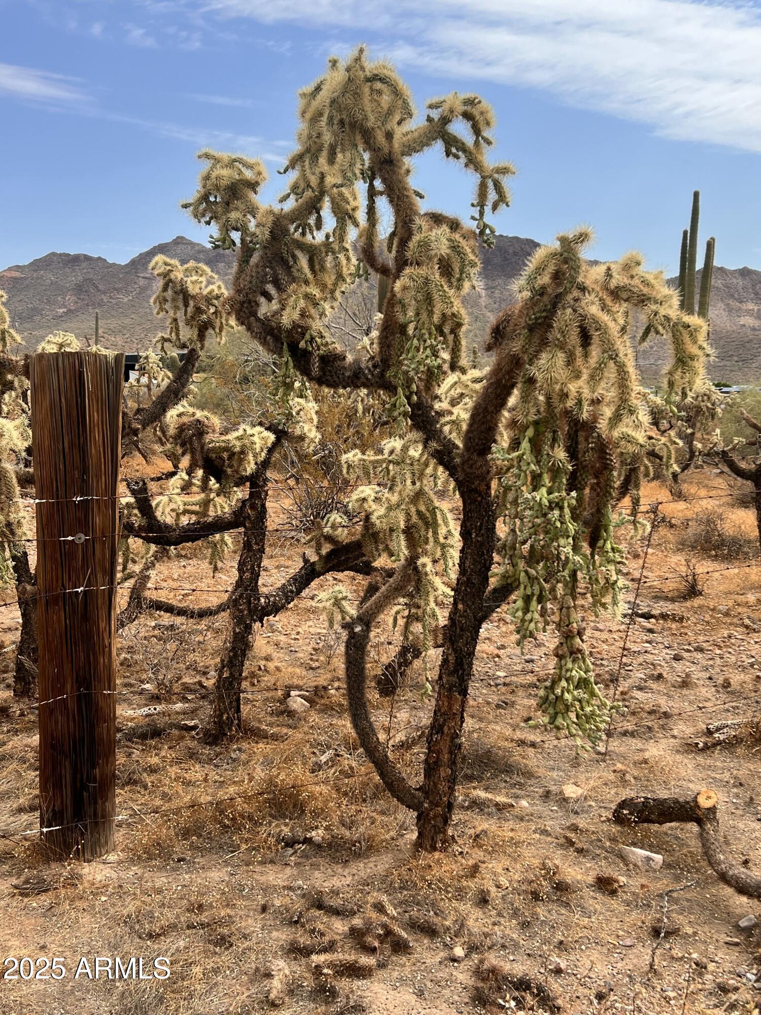 2800 West Canyon Street, Unit 47 Apache Junction, AZ 85120 - Photo 17 of 25 a view of a yard with a tree