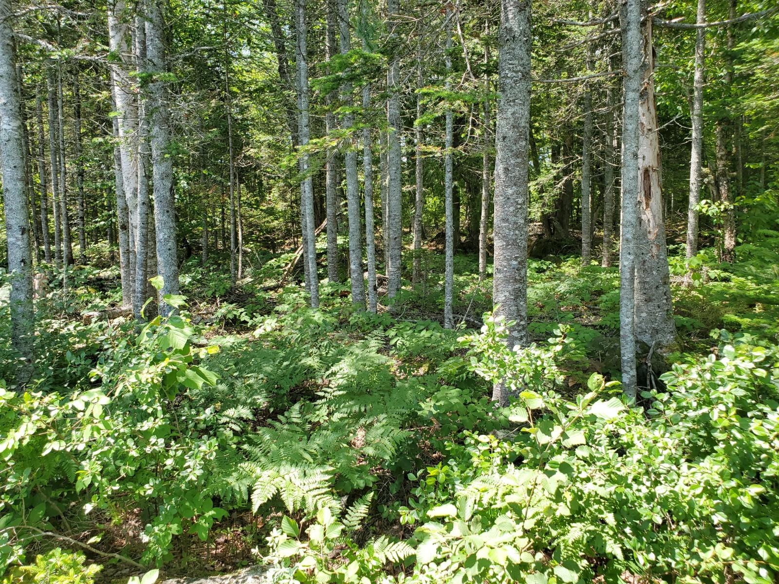 Lot 2.1 Birch Point Road Cooper, ME 04657 - Photo 9 of 9 20200713_120126