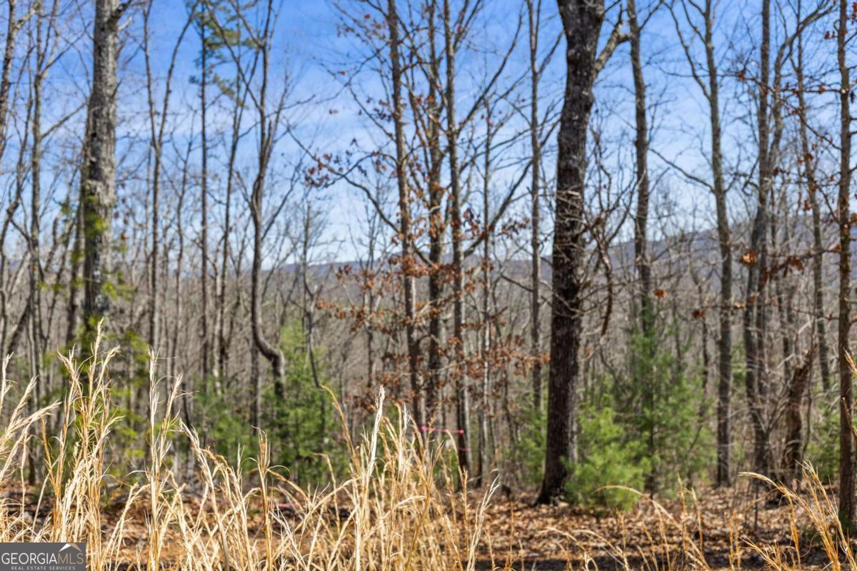 40 B Synacia Road Mineral Bluff, GA 30559 - Photo 12 of 17 a view of a yard