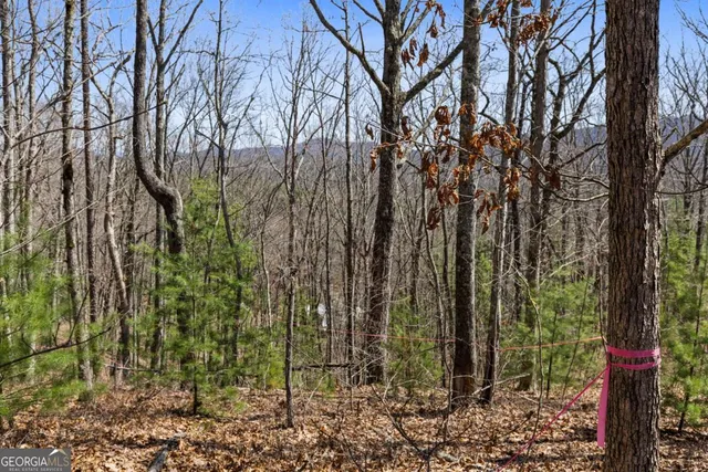 a view of a backyard with large trees