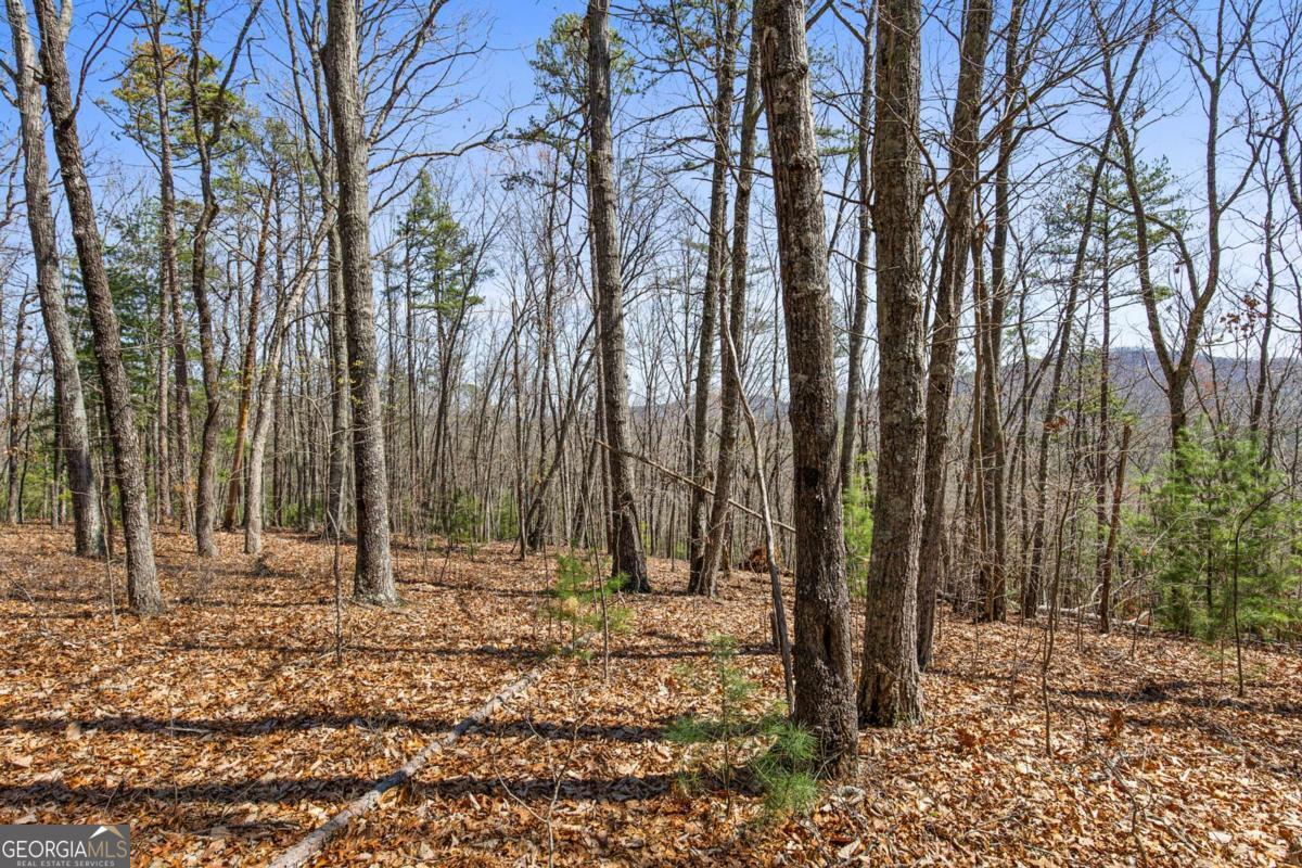 40 B Synacia Road Mineral Bluff, GA 30559 - Photo 17 of 17 a view of outdoor space with trees