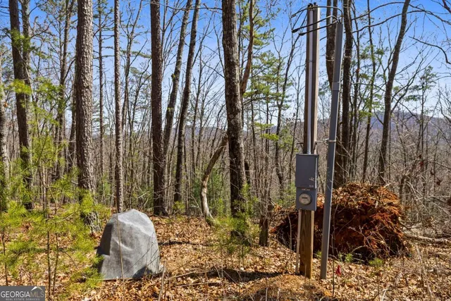 a view of backyard with potted plants and large tree
