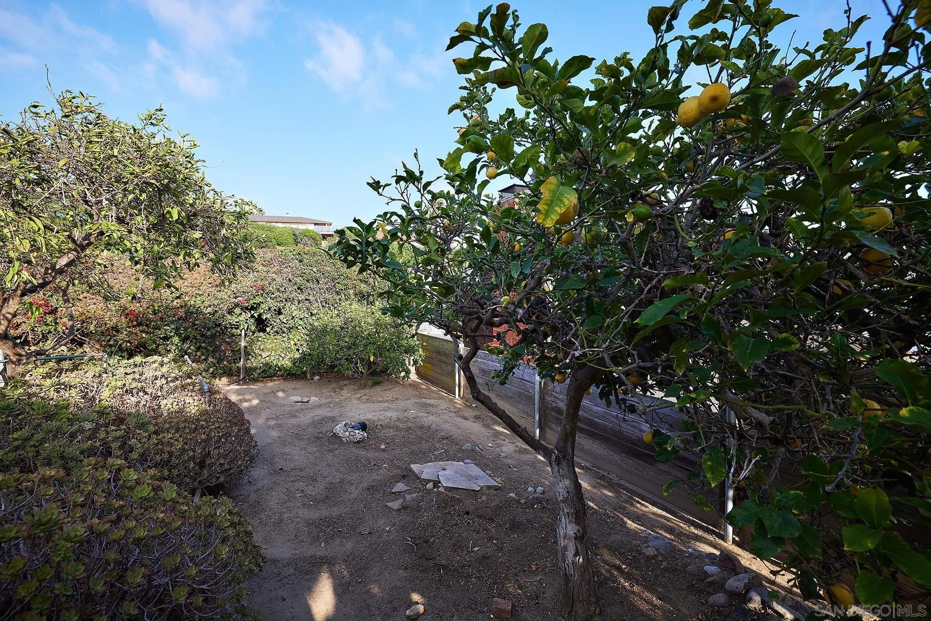 5560 Moonlight Lane La Jolla, CA 92037 - Photo 41 of 48 a view of a forest with trees