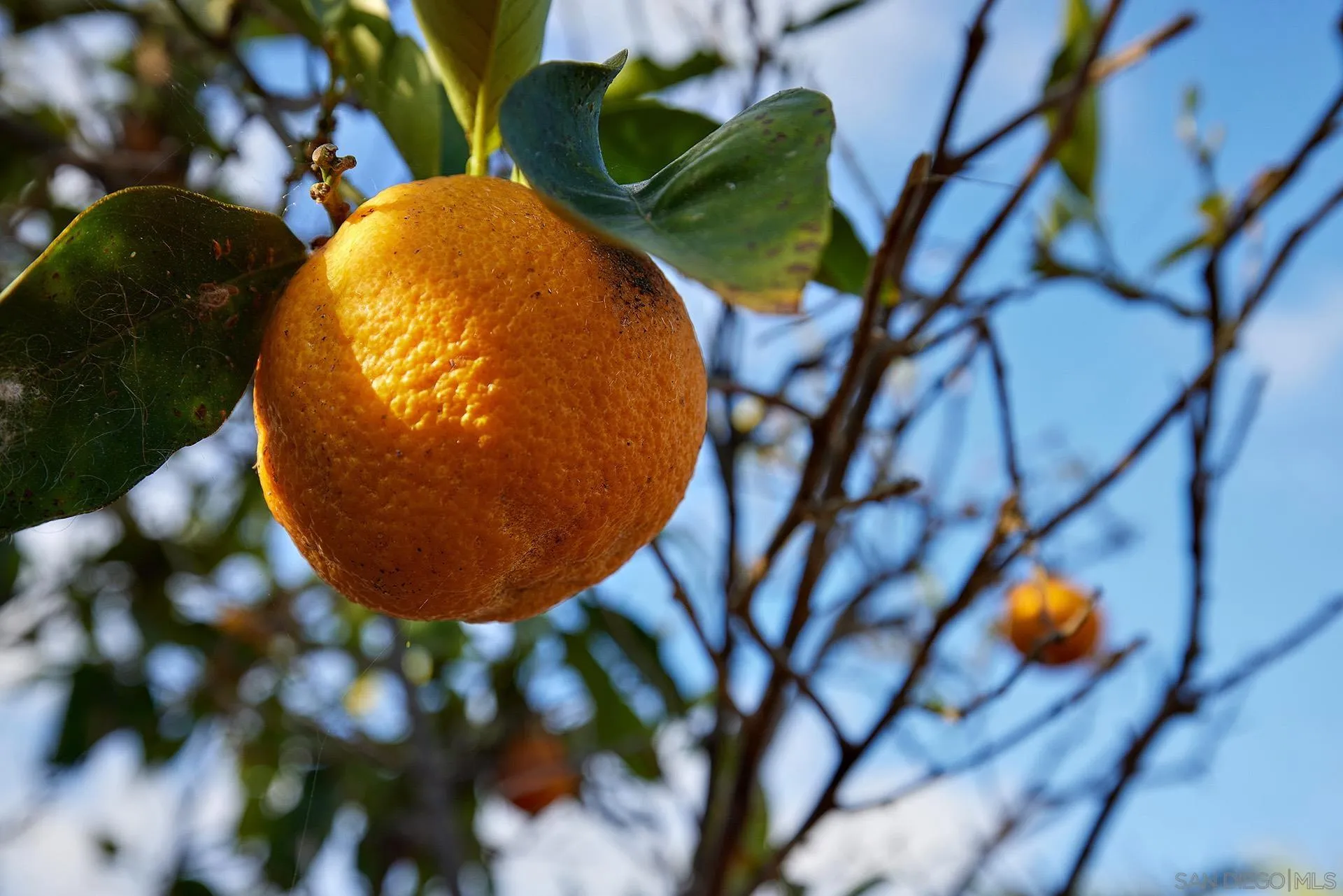 5560 Moonlight Lane La Jolla, CA 92037 - Photo 43 of 48