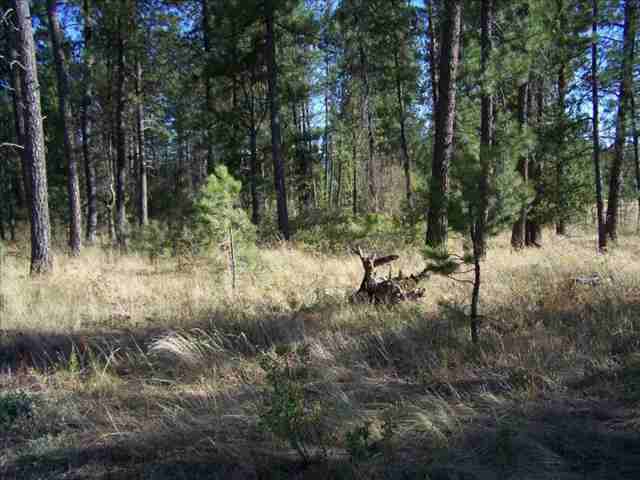 4226 Cemetery Road Springdale, WA 99173 - Photo 3 of 9