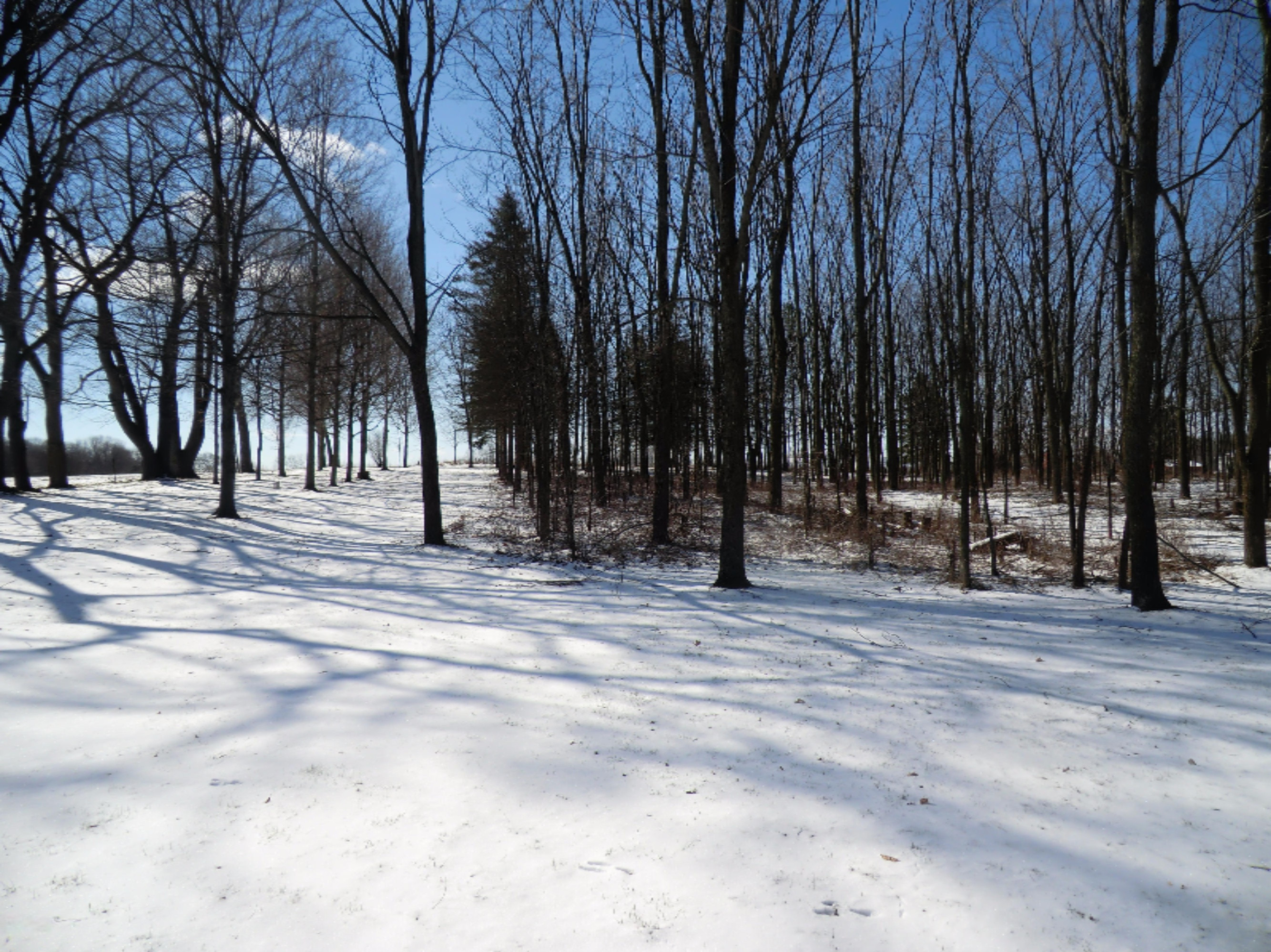 187 West Nettleman Road Coldwater, MI 49036 - Photo 3 of 4 187 Nettleman - Locke (6)