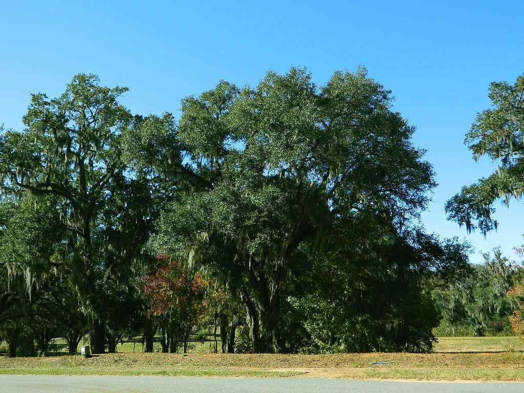 2-e Williams Road Tallahassee, FL 32311 - Photo 15 of 25 Gallery Image 15