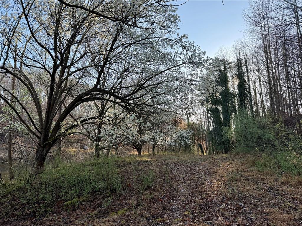 1565 Shoal Creek Road Cleveland, GA 30528 - Photo 7 of 38 a view of a forest filled with trees