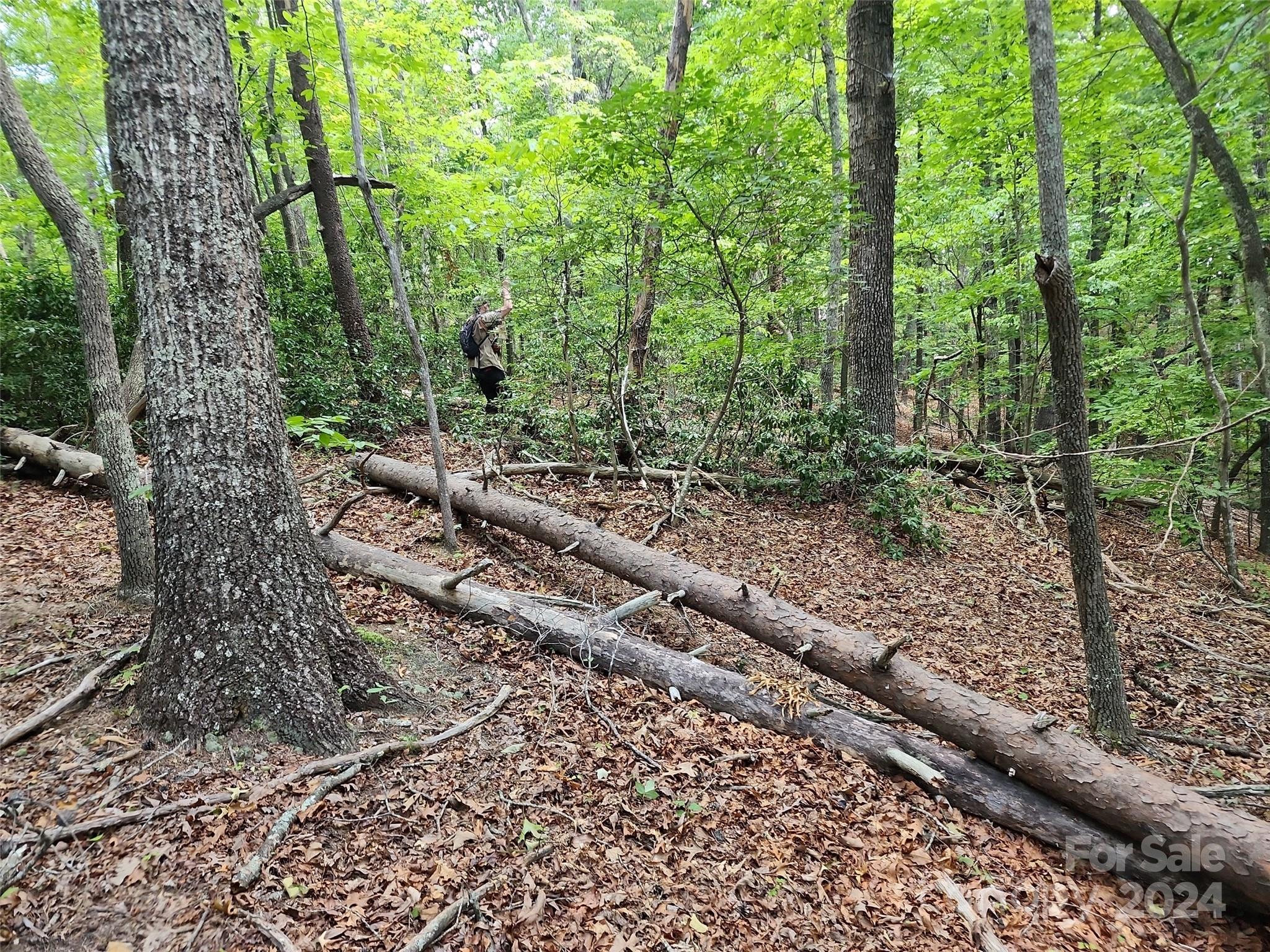 46.6-acres Regan Jackson Road Mill Spring, NC 28756 - Photo 18 of 28 a view of a forest with trees