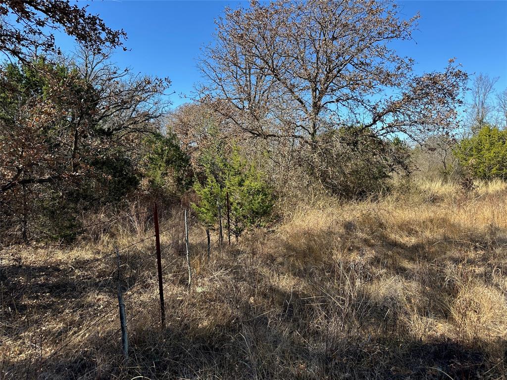 102 Sean Lane Bangs, TX 76823 - Photo 4 of 12 a view of a forest