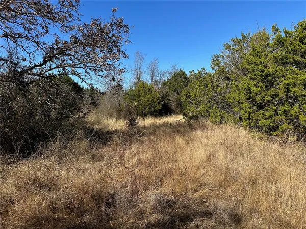 a view of a forest with a tree in the background