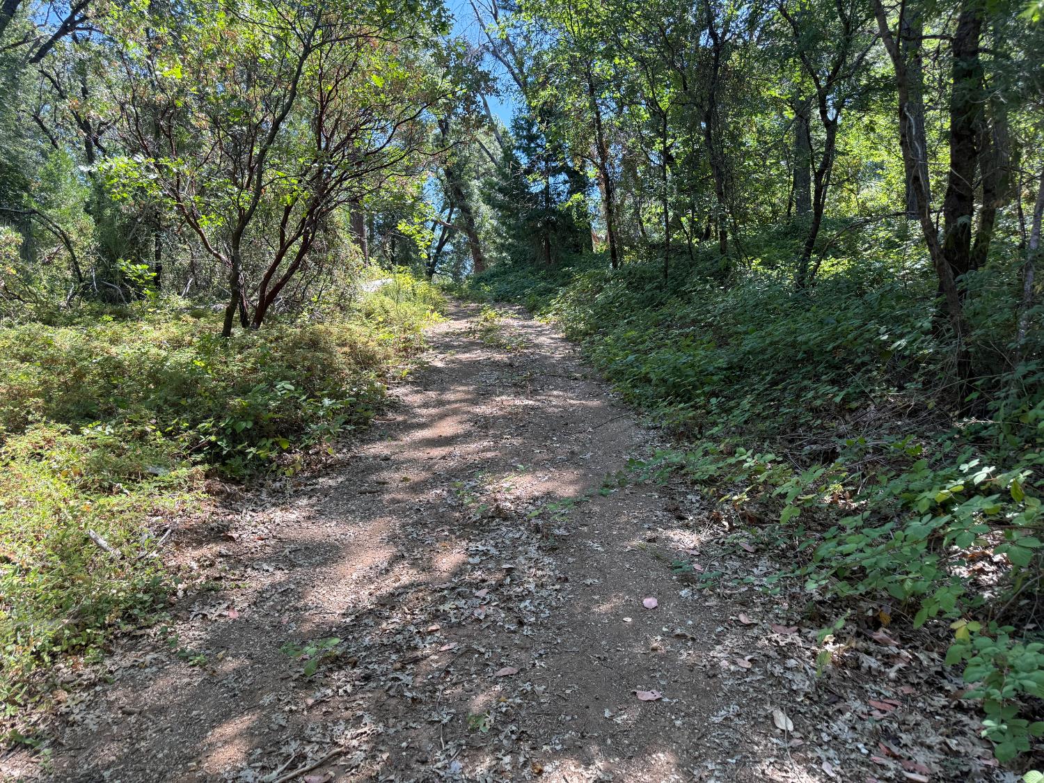 a big yard with lots of green space and deers