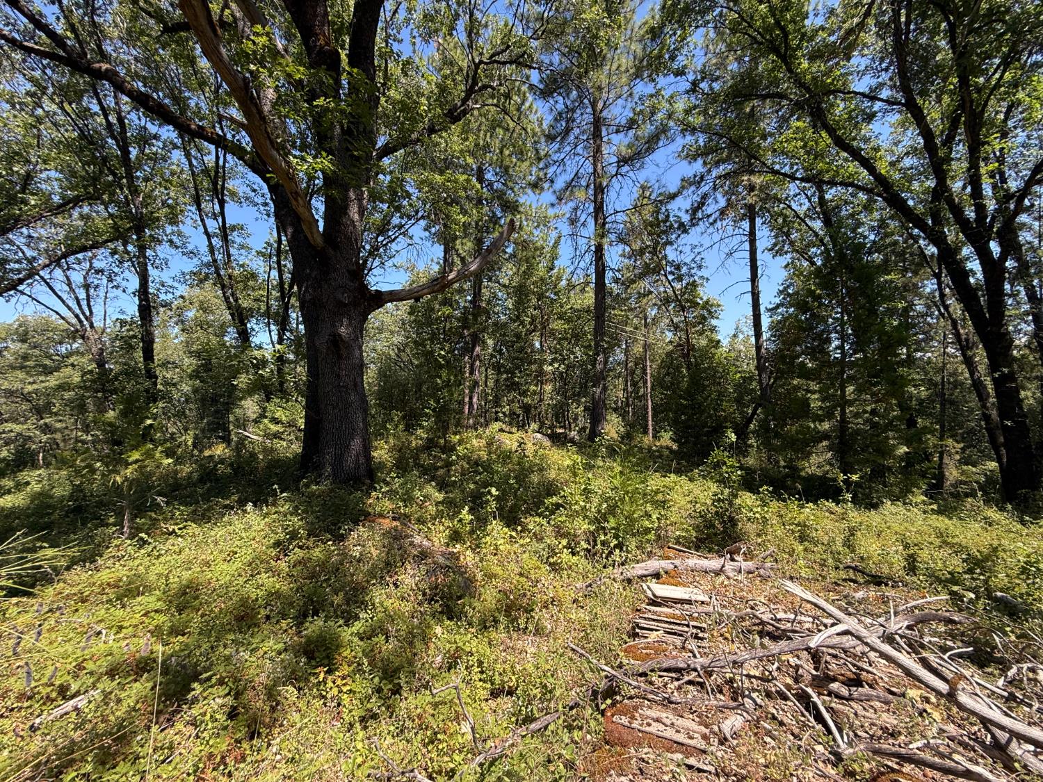 15473 Blind Shady Road Nevada City, CA 95959 - Photo 11 of 24 a view of yard