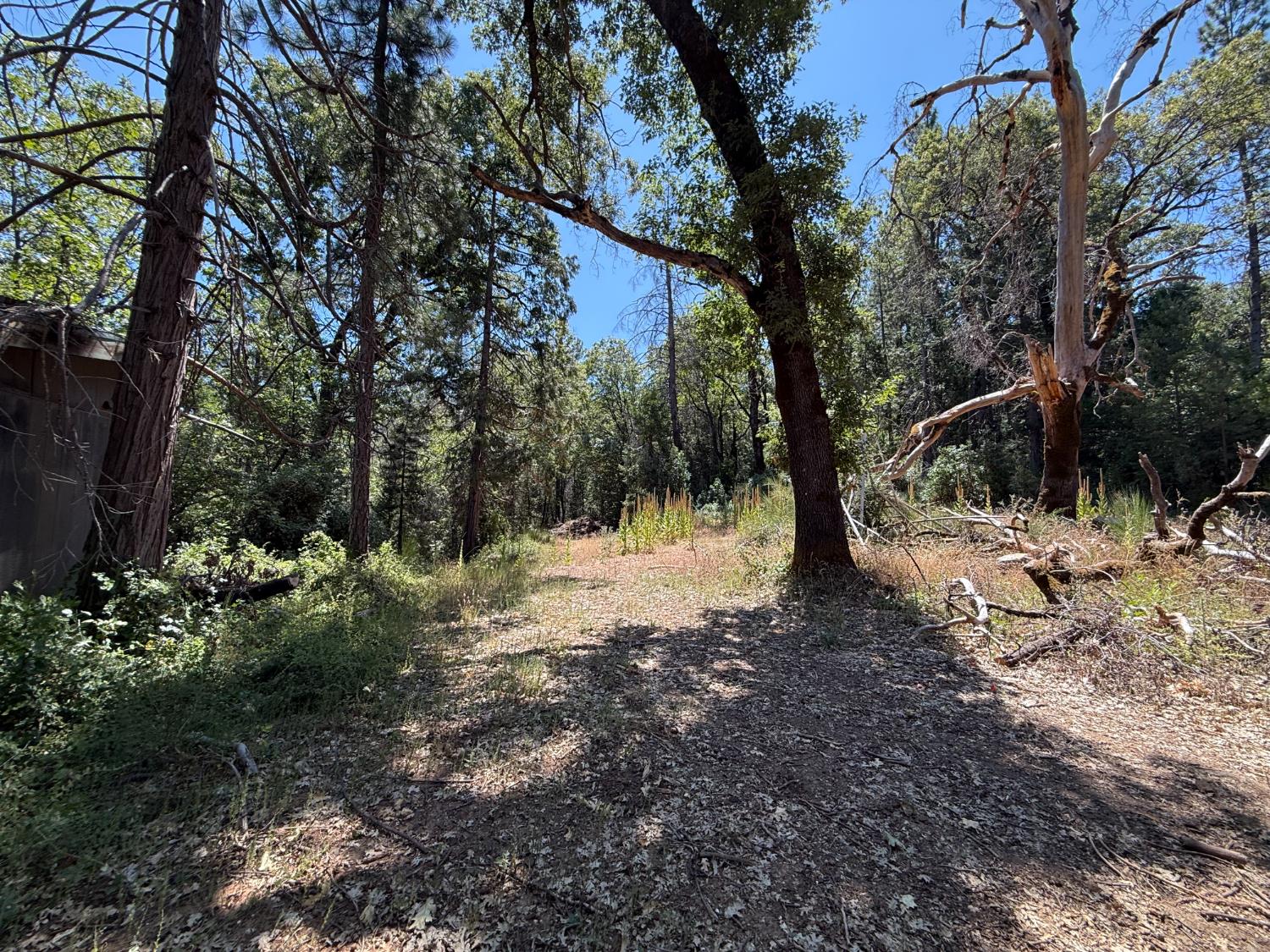 15473 Blind Shady Road Nevada City, CA 95959 - Photo 13 of 24 a view of a tree in a yard