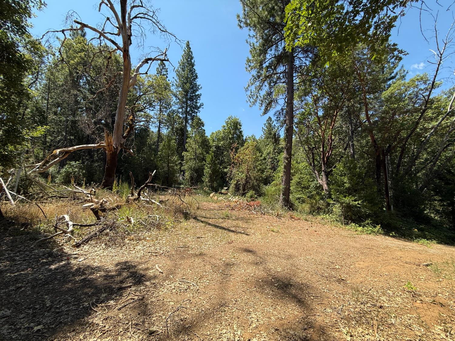 15473 Blind Shady Road Nevada City, CA 95959 - Photo 16 of 24 a view of a yard with plants and trees