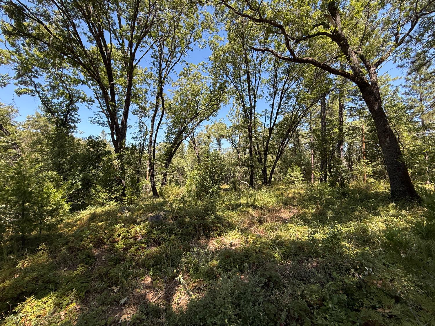 15473 Blind Shady Road Nevada City, CA 95959 - Photo 17 of 24 a view of a tree in a yard