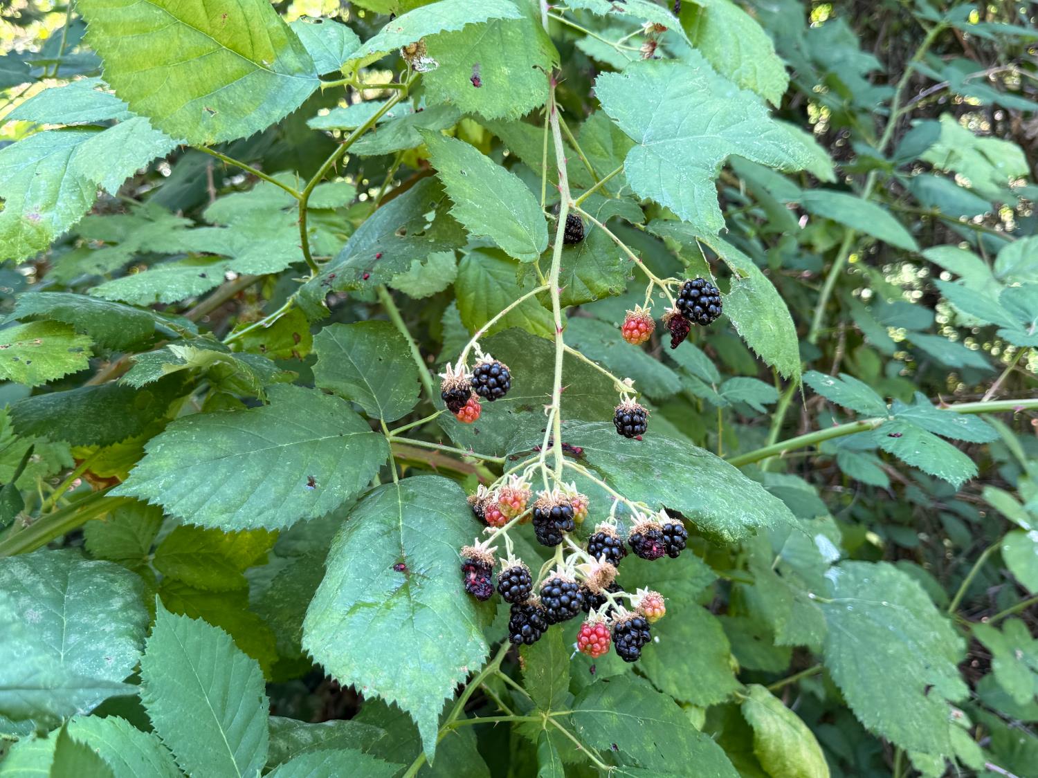 15473 Blind Shady Road Nevada City, CA 95959 - Photo 20 of 24