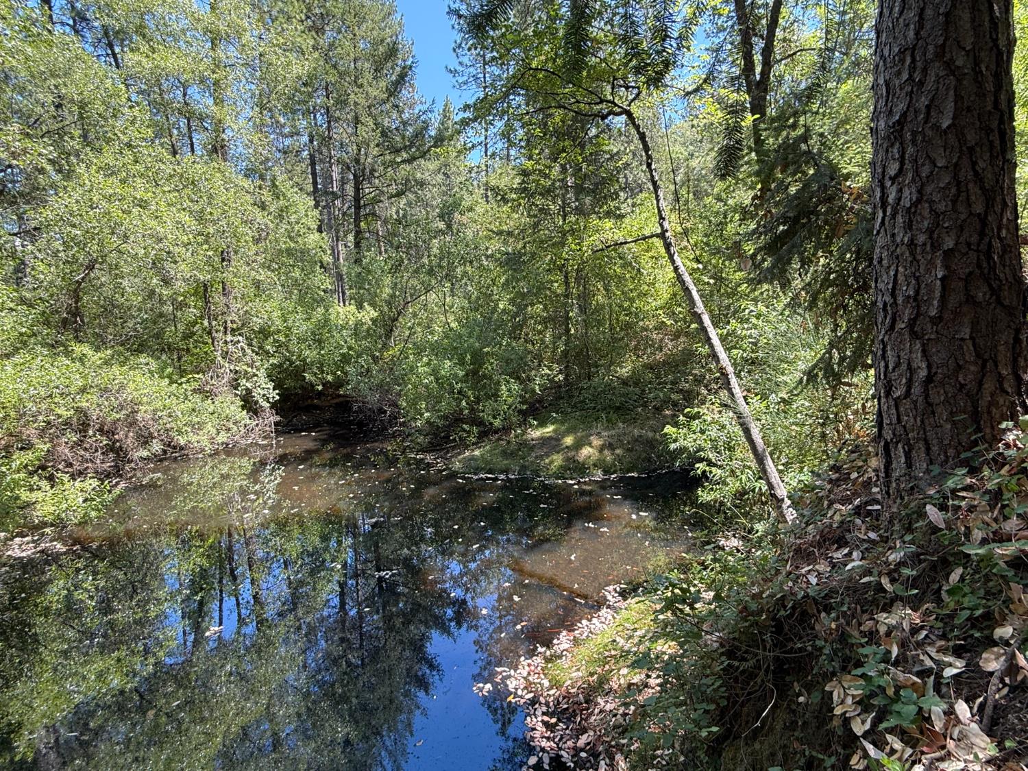 15473 Blind Shady Road Nevada City, CA 95959 - Photo 24 of 24 a backyard of a house with lots of green space