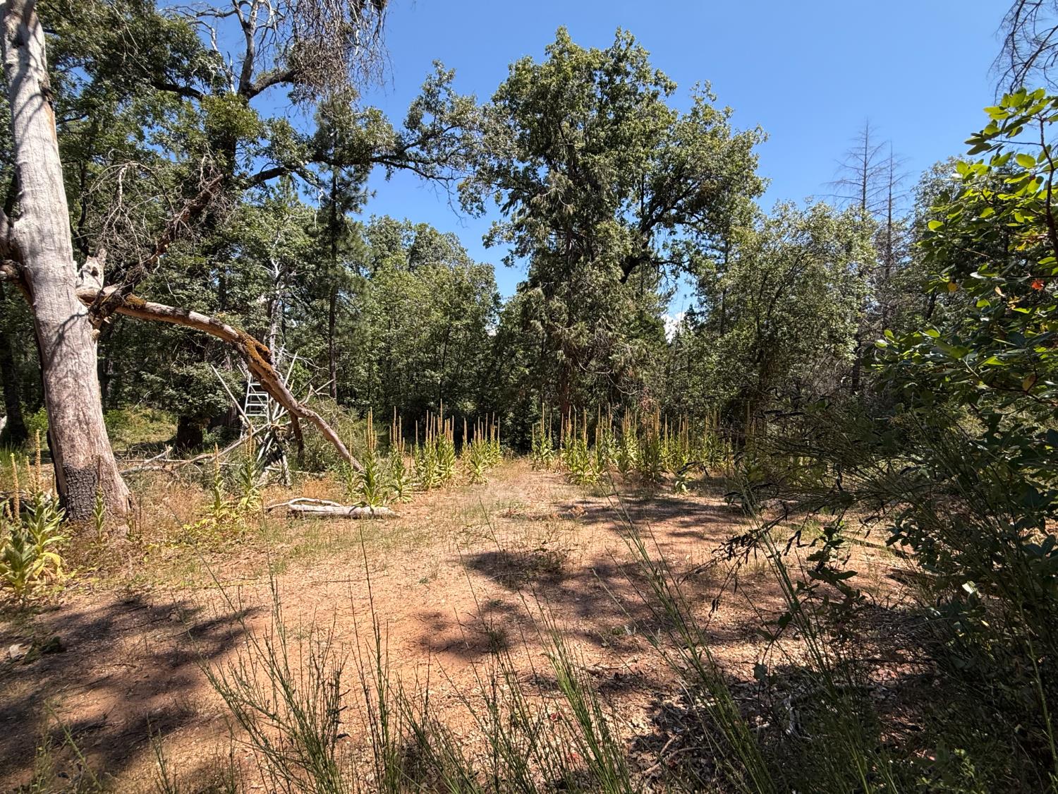 15473 Blind Shady Road Nevada City, CA 95959 - Photo 4 of 24 a view of dirt yard with a tree