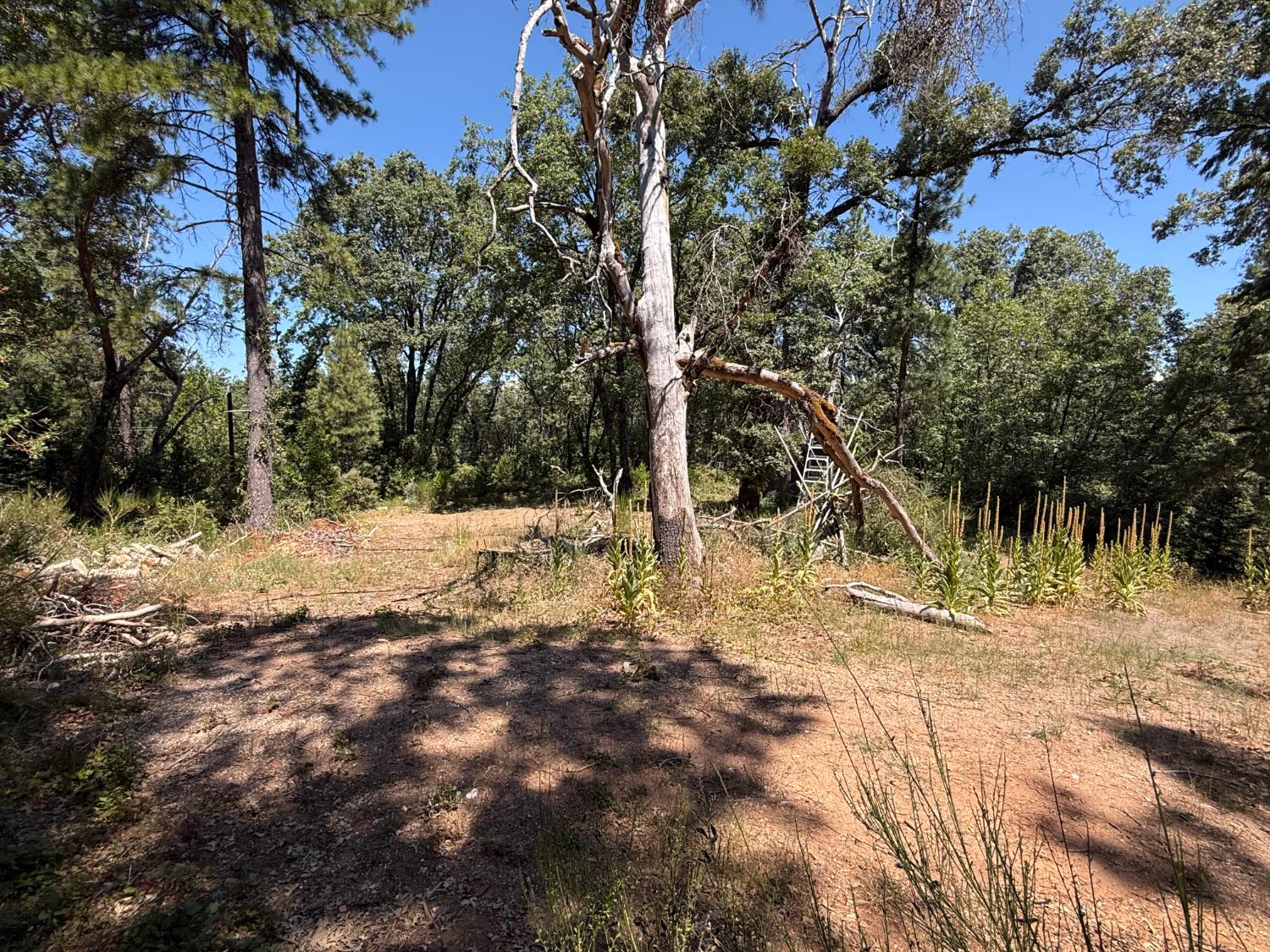 15473 Blind Shady Road Nevada City, CA 95959 - Photo 5 of 24 a view of snow on a yard